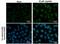 p53 antibody, PA5-27822, Invitrogen Antibodies, Immunofluorescence image 
