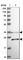Retinol Dehydrogenase 13 antibody, HPA042006, Atlas Antibodies, Western Blot image 