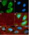 Ribosomal Protein S6 antibody, 701363, Invitrogen Antibodies, Immunofluorescence image 