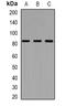 Zinc Finger Protein 600 antibody, orb382494, Biorbyt, Western Blot image 