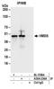 Hydroxymethylbilane Synthase antibody, A304-234A, Bethyl Labs, Immunoprecipitation image 