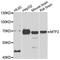 Metal Response Element Binding Transcription Factor 2 antibody, orb247788, Biorbyt, Western Blot image 