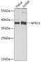 Non-Homologous End Joining Factor 1 antibody, 19-514, ProSci, Western Blot image 