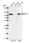 Probable ATP-dependent RNA helicase DDX56 antibody, HPA036593, Atlas Antibodies, Western Blot image 