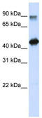 High mobility group protein 20A antibody, TA345241, Origene, Western Blot image 