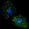 Lysosome-associated membrane glycoprotein 3 antibody, LS-C165682, Lifespan Biosciences, Immunofluorescence image 