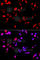 Replication Protein A2 antibody, A2189, ABclonal Technology, Immunofluorescence image 