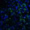 Lymphocyte antigen 96 antibody, PM-4847, ProSci Inc, Immunofluorescence image 