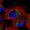 NME/NM23 Family Member 7 antibody, HPA054289, Atlas Antibodies, Immunofluorescence image 