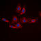 Catenin Beta 1 antibody, LS-C356001, Lifespan Biosciences, Immunofluorescence image 