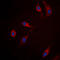 RRAD antibody, LS-C352807, Lifespan Biosciences, Immunofluorescence image 