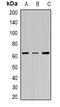 Fanconi anemia group C protein antibody, orb340783, Biorbyt, Western Blot image 