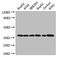 GAPDH antibody, A52409-100, Epigentek, Western Blot image 