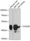 Cytochrome P450 Family 2 Subfamily D Member 6 antibody, 13-837, ProSci, Western Blot image 