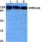 Glutamate Ionotropic Receptor NMDA Type Subunit 1 antibody, AP06547PU-N, Origene, Western Blot image 