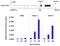 Histone Deacetylase 7 antibody, MA5-14776, Invitrogen Antibodies, Chromatin Immunoprecipitation image 