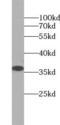 Annexin A5 antibody, FNab00436, FineTest, Western Blot image 