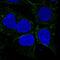 Small Integral Membrane Protein 8 antibody, PA5-66925, Invitrogen Antibodies, Immunofluorescence image 