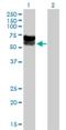 Uncharacterized glycosyltransferase AGO61 antibody, H00084892-B01P, Novus Biologicals, Western Blot image 