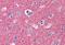 Neuronal-specific septin-3 antibody, MBS243091, MyBioSource, Immunohistochemistry paraffin image 
