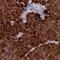 REG antibody, PA5-61038, Invitrogen Antibodies, Immunohistochemistry frozen image 