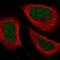 Zinc Finger CCCH-Type Containing 8 antibody, HPA034803, Atlas Antibodies, Immunofluorescence image 