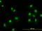 HsMAD2 antibody, LS-C133302, Lifespan Biosciences, Immunofluorescence image 