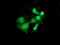 Pyrroline-5-Carboxylate Reductase 3 antibody, TA502078, Origene, Immunofluorescence image 
