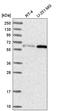 U2 Small Nuclear RNA Auxiliary Factor 2 antibody, HPA041943, Atlas Antibodies, Western Blot image 