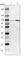 Family With Sequence Similarity 189 Member B antibody, HPA006659, Atlas Antibodies, Western Blot image 