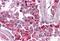 BIRC3 antibody, MBS247845, MyBioSource, Immunohistochemistry frozen image 