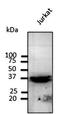 Ribosomal Protein S6 antibody, orb11625, Biorbyt, Western Blot image 