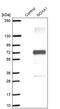 NADPH Oxidase Activator 1 antibody, PA5-60826, Invitrogen Antibodies, Western Blot image 
