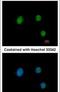 Paired box protein Pax-9 antibody, PA5-28044, Invitrogen Antibodies, Immunofluorescence image 