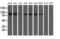 ERCC Excision Repair 4, Endonuclease Catalytic Subunit antibody, UM500021CF, Origene, Western Blot image 