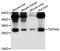 Tetraspanin 4 antibody, abx126745, Abbexa, Western Blot image 