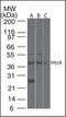 HTRA3 antibody, orb87929, Biorbyt, Western Blot image 