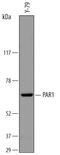 Coagulation Factor II Thrombin Receptor antibody, MAB3855, R&D Systems, Western Blot image 