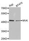 Mevalonate kinase antibody, A5354, ABclonal Technology, Western Blot image 