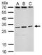 T Cell Leukemia Homeobox 3 antibody, GTX129465, GeneTex, Western Blot image 