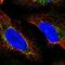 11-cis retinol dehydrogenase antibody, NBP2-56636, Novus Biologicals, Immunocytochemistry image 