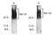 Keratan sulfate antigen TRA1-60 antibody, NB100-730, Novus Biologicals, Western Blot image 