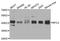 Replication factor C subunit 3 antibody, orb373187, Biorbyt, Western Blot image 