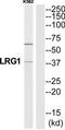 Leucine Rich Alpha-2-Glycoprotein 1 antibody, TA316028, Origene, Western Blot image 