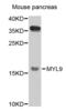 20 kDa myosin light chain antibody, orb136714, Biorbyt, Western Blot image 