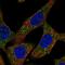 Aminopeptidase Puromycin Sensitive antibody, HPA021453, Atlas Antibodies, Immunocytochemistry image 