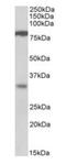 mCLCA3 antibody, orb19033, Biorbyt, Western Blot image 