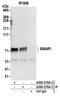Protein BANP antibody, A300-279A, Bethyl Labs, Immunoprecipitation image 