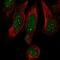 Mediator Complex Subunit 19 antibody, NBP1-81320, Novus Biologicals, Immunofluorescence image 