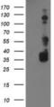 BAI1 Associated Protein 2 antibody, NBP2-00810, Novus Biologicals, Western Blot image 